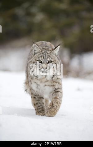 Bobcat (Lynx rufus), Erwachsener, Schneerennen, Montana, USA, A. Februar (in Gefangenschaft) Stockfoto