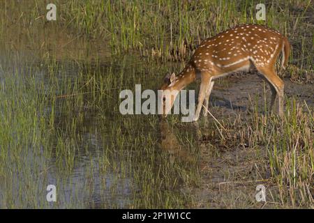 Fleckhirsche (Achsenachse), weiblich, trinkend am Wasserloch, Sundarbans, Ganges Delta, West Bengal, Indien Stockfoto