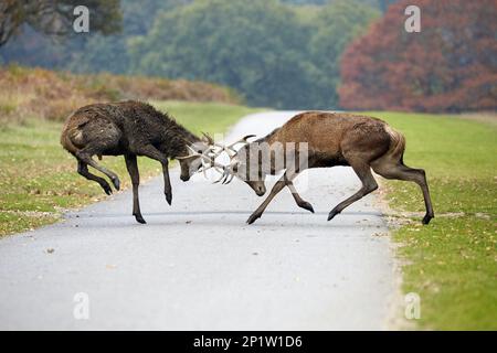Rotwild (Cervus elaphus) zwei ausgewachsene Stags, die während der Rutsche auf der Straße in einer Parklandschaft kämpfen, Richmond Park, London, England, Vereinigtes Königreich Stockfoto