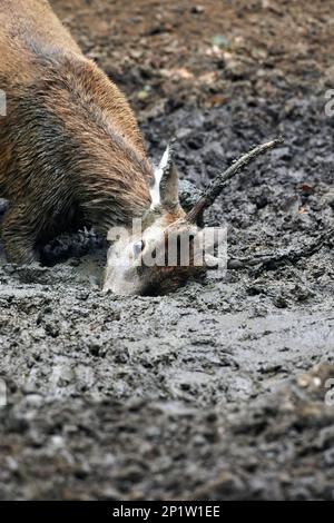 Rotwild (Cervus elaphus), junger Hirsch, im Schlamm, während der Rutsche, Richmond Park, London, England, Vereinigtes Königreich Stockfoto