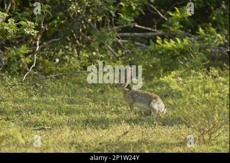 Indischer Hase (Lepus nigricollis singhala), Erwachsener, im Schatten sitzend, Yala N.P., Sri Lanka Stockfoto