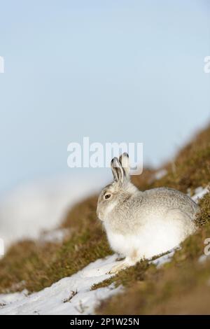 Mountain Hare (Lepus timidus), Erwachsener, im Wintermantel, sitzt auf schneebedeckten Hügeln, Grampian Mountains, Highlands, Schottland, Großbritannien Stockfoto