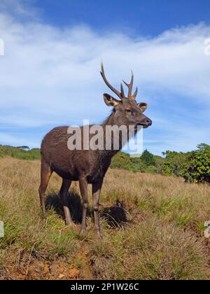 Sambar (Rusa unicolor), männlich, im montanen Grasland, Horton Plains N.P., Sri Lanka Stockfoto