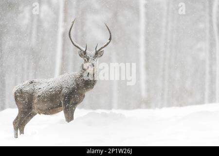 Rotwild (Cervus elaphus) Hirsch, steht im schneebedeckten Nadelwald während Schneesturm, Cairngorms National Park, Highlands, Schottland, United Stockfoto