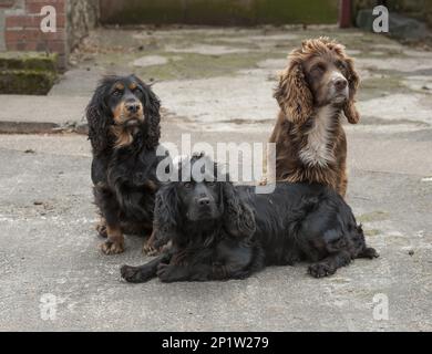 Englischer Cocker Spaniel, Stammhunde, Jagdhunde, Haushunde, Haustiere, Haustiere, Säugetiere, Tiere, Haushund, englischer Cocker Spaniel Stockfoto