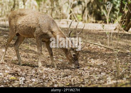 Flores Rusa (Rusa timorensis floresiensis), männlicher Erwachsener, Fütterung in Wäldern, Komodo N.P., Komodo Island, Lesser Sunda Islands, Indonesien Stockfoto