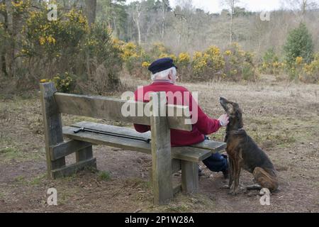 Haushund, Lurcher, Erwachsener, sitzt neben einem älteren Mann auf einer Bank, Marley Heights, Haslemere, Surrey, England, Vereinigtes Königreich Stockfoto