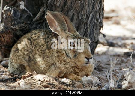 Kap-Hasen, Kap-Hasen, Wüstenhasen, Kap-Hasen (Lepus capensis), Hasen, Nagetiere, Säugetiere, Tiere, Cape Hare Erwachsener, ruht im Schatten eines Baumes Stockfoto