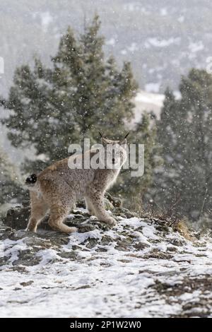 Wrangeli, sibirischer Luchs, sibirischer Luchs, eurasische Luchse (Felis Lynx), europäische Luchse (Luchs Luchs Luchs), Raubtiere, Säugetiere, Tiere, sibirischer Luchs Erwachsene Stockfoto