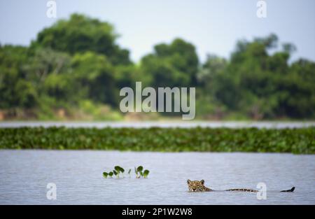 Jaguar (Panthera onca palustris), Erwachsener, Schwimmen im Flusslebensraum, Cuiaba River, Mato Grosso, Brasilien Stockfoto