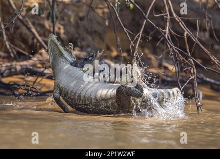 Jaguar (Panthera onca palustris), Erwachsener, Angriff auf Paraguayan Caiman (Caiman yacare) Beute im Fluss, Cuiaba River, Mato Grosso, Brasilien Stockfoto