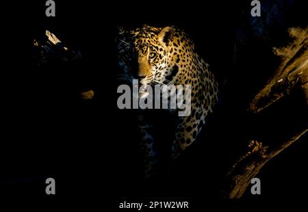 Jaguar (Panthera onca palustris), Erwachsener, im Schatten stehend, Cuiaba River, Mato Grosso, Brasilien Stockfoto