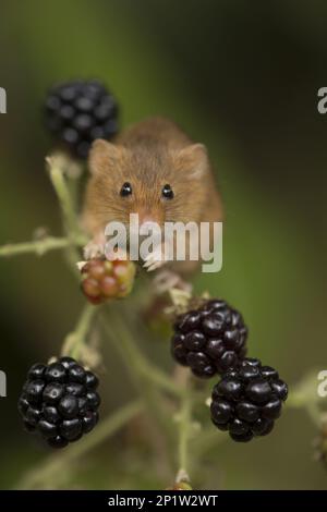 Zwergmaus, eurasische Mäuse (Micromys minutus), Mäuse, Maus, Nagetiere, Säugetiere, Tiere, Harvest Mouse Erwachsene, klettern zwischen Brombeeren Stockfoto