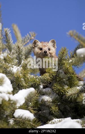 Amerikanischer Marder (Martes americana), ausgewachsen, zwischen schneebedeckten Zweigen von Nadelbäumen, Montana, USA, Februar (in Gefangenschaft) Stockfoto