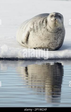 Bärtige Robben (Erignathus barbatus), Meeressäuger, Raubtiere, Robben, Säugetiere, Tiere, Bärtige Seehunde, ausgewachsen, ruht auf Packeis, Spitzbergen Stockfoto