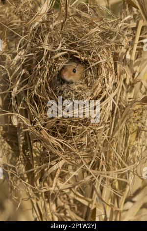 Harvest Mouse (Micromys minutus), weiblich, im Zuchtnest in Canarygrass (Phalaris), Yorkshire, England, März (gefangen) Stockfoto