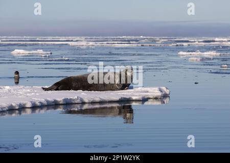 Bartrobbe (Erignathus barbatus), Erwachsener, auf Eisflöte ruht, mit Seehunde (Pagophilus groenlandicus), Erwachsener, im Hintergrund schwimmend Stockfoto