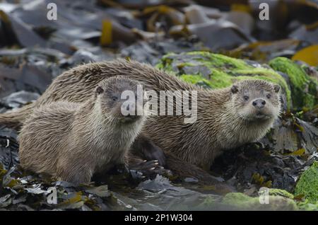 Europäischer Otter (Lutra lutra), weiblich, mit Jungtier, ruhend auf Algengestein, Yell, Shetland Islands, Schottland, Vereinigtes Königreich Stockfoto