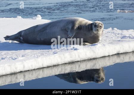 Bartrobbe (Erignathus barbatus), ausgewachsen, auf Eisfalle ruhend, Hinlopenstretet, Spitsbergen, Svalbard Stockfoto