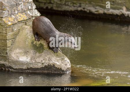 Europäischer Otter (Lutra lutra) männlich, schüttelnd Wasser vom Mantel, stehend auf einer Brücke im Stadtzentrum, River Thet, Thetford, Norfolk, England, Vereint Stockfoto