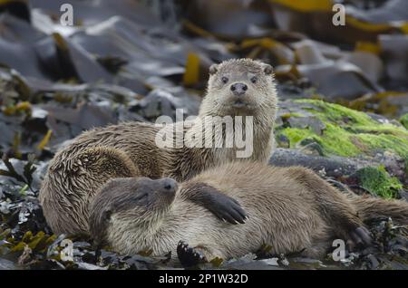 Europäischer Otter (Lutra lutra), weiblich, mit Jungtier, ruhend auf Algengestein, Yell, Shetland Islands, Schottland, Vereinigtes Königreich Stockfoto