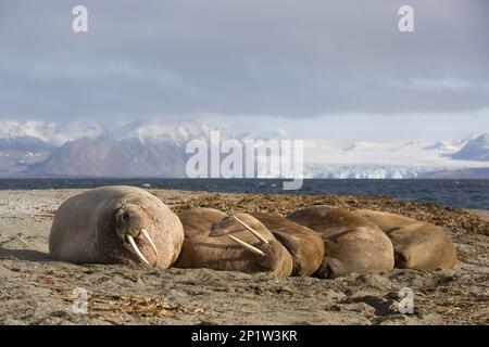 Atlantic Walrus (Odobenus rosmarus rosmarus) fünf Erwachsene, am Strand, Poolepynten, Prins Karls Forland, Forlandet N.P., Spitzbergen Stockfoto