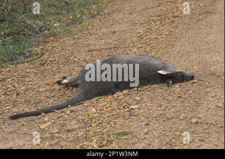 WESTERN Brush Wallaby (Macropus irma), Erwachsener, Toter Straßenunfall, Stirling Range N. P. Westaustralien, Australien Stockfoto