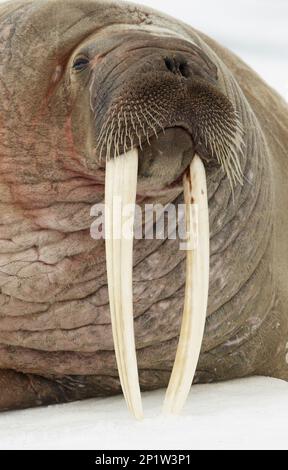 Walrosse, Walrosse, Meeressäuger, Raubtiere, Robben, Säugetiere, Tiere, Atlantischer Walross (Odobenus rosmarus rosmarus), Erwachsene, Nahaufnahme Stockfoto