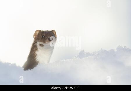 Wiesel (Mustela nivalis), Erwachsener, mit Blick aus dem Schnee, Sheffield, South Yorkshire, England, Großbritannien Stockfoto