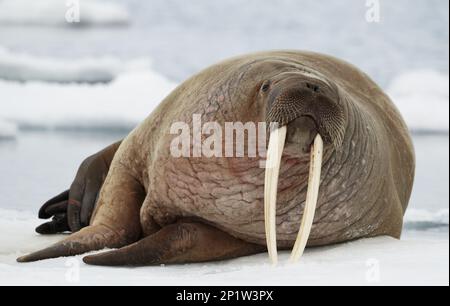 Walrosse, Walrosse, Meeressäuger, Raubtiere, Robben, Säugetiere, Tiere, Atlantischer Walross (Odobenus rosmarus rosmarus), ausgewachsen, ruhen Stockfoto