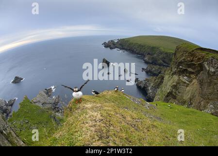 Atlantic Puffin (Fratercula Arctica) Erwachsene, Zuchtspieber, Gruppe, die auf einer Klippe im Küstenlebensraum steht, Hermaness National Nature Reserve Stockfoto