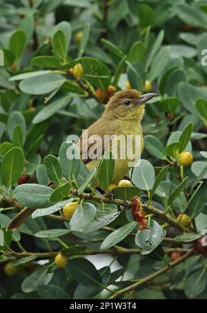 Gelbbbauchiges Greenbul (Chlorocichla flaviventris flaviventris), Erwachsener, hoch oben in Fruchtbäumen, iSimangaliso Wetland Park (Greater St. Lucia Stockfoto