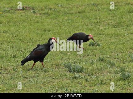 Southern bald Ibis (Geronticus calvus) zwei Erwachsene, Futtersuche auf Bergplateau, Steenkampsberg Range, Mpumalanga, Südafrika Stockfoto