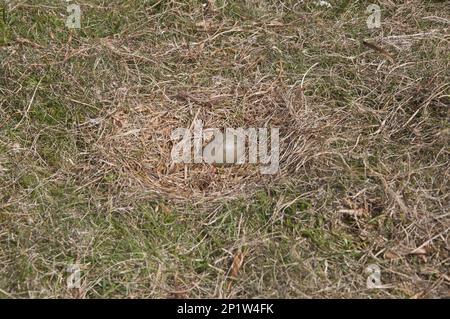 Great Skua (Stercorarius skua) Egg in Nest, Hermaness National Nature Reserve, Unst, Shetland Islands, Schottland, Vereinigtes Königreich Stockfoto