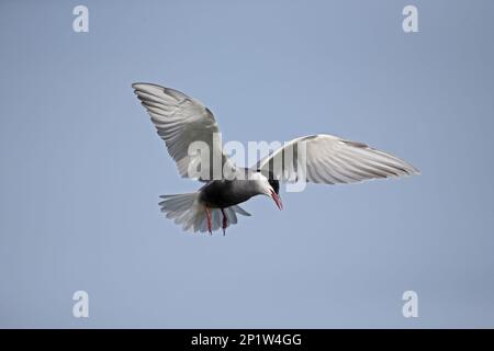 Geflüsterte Tern (Chlidonias hybrida), Erwachsener, Zuchtrupfer, im Flug, Rumänien Stockfoto