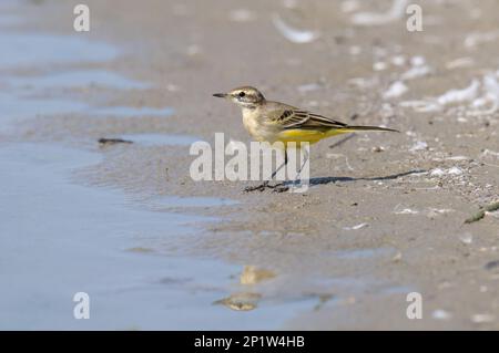 Gelbschwanz (Motacilla flava flavissima) juvenile, am Wasserrand in flachem Kratzer, Isle of Sheppey, Kent, England, Vereinigtes Königreich Stockfoto