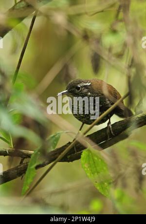 Scharfschwanz-Streamcreeper (Lochmias nematura nematura), Erwachsener, hoch oben auf einem Zweig inmitten der Vegetation, Atlantischer Regenwald, Staat Rio de Janeiro, Brasilien Stockfoto