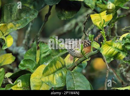 Wren (Campylorhynchus zonatus vulcanius), Erwachsener, hoch oben auf einem Zweig zwischen Blättern, Tegucigalpa, Honduras Stockfoto