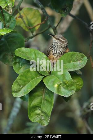 Wren (Campylorhynchus zonatus vulcanius), Erwachsener, hoch oben auf einem Zweig zwischen Blättern, Tegucigalpa, Honduras Stockfoto