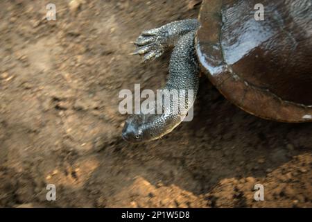 Eine seltene und bedrohte Art von Süßwasserschildkröte, die von der kritischen Bedrohung bedrohte Rote Island endemische Schlangenhalsschildkröte (Chelodina mccordi) wird in einer lizenzierten Ex-situ-Zuchteinrichtung in Jakarta, Indonesien, fotografiert. „Die Rote-Insel-Schildkröte mit Schlangenhalsausschnitt ist ein verblüffendes Beispiel dafür, wie nicht nachhaltiger Handel ganze Arten an den Rand des Aussterbens gebracht hat“, so Jim Breheny, Executive Vice President und Director des Bronx Zoo der Wildlife Conservation Society (WCS), veröffentlicht am 7. September 2022 im WCS Newsroom. Stockfoto