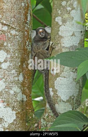 Marmoset (Callithrix jacchus), Erwachsener, Klammern an Baumstamm, Atlantischer Regenwald, Reserva Ecologica de Guapi Assu, Staat Rio de Janeiro, Brasilien Stockfoto