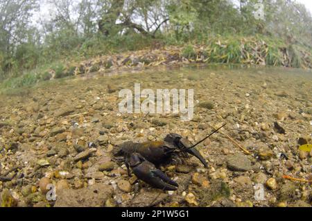 American Signal Crayfish (Pacifastacus leniusculus) führte Arten, ausgewachsene, auf Flussbetten im Flusslebensraum Moss Brook im Nordosten von Derbyshire ein Stockfoto