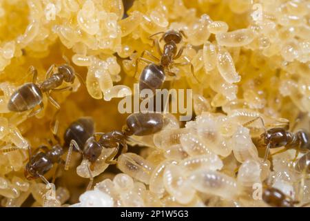 ANT (Bothriomyrmex meridionalis) Erwachsene Arbeiter, Larven im Nest pflegen, Causse de Gramat, Massif Central, Lot Region, Frankreich Stockfoto