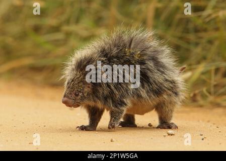 Hairy Dwarf Porcupine (Sphiggurus villosus), Erwachsener, auf der Strecke stehend, Atlantic Rainforest, Rio de Janeiro State, Brasilien Stockfoto