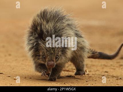 Hairy Zwerg Stachelschwein (Sphiggurus villosus), Erwachsener, Laufen auf der Strecke, Atlantischer Regenwald, Staat Rio de Janeiro, Brasilien Stockfoto