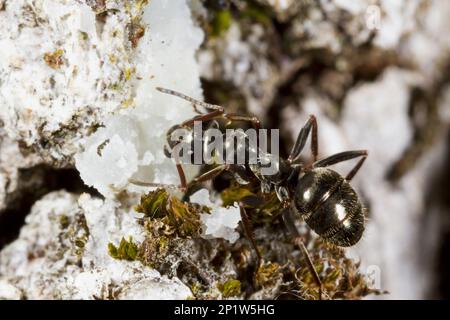 ANT (Formica-Gagates), Erwachsene Arbeiterin, Köder am Baumstamm füttern, Causse de Gramat, Massif Central, Lot-Region, Frankreich Stockfoto