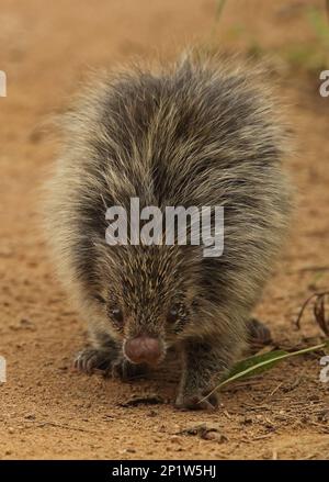 Hairy Zwerg Stachelschwein (Sphiggurus villosus), Erwachsener, Laufen auf der Strecke, Atlantischer Regenwald, Staat Rio de Janeiro, Brasilien Stockfoto