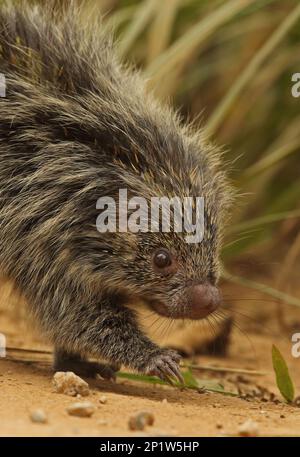 Orangenspinnen Hairy Zwarf Porcupine (Sphiggurus villosus), Erwachsener, Nahaufnahme von Kopf und Vorderbeinen, Laufen auf der Strecke, Atlantischer Regenwald, Rio de Stockfoto