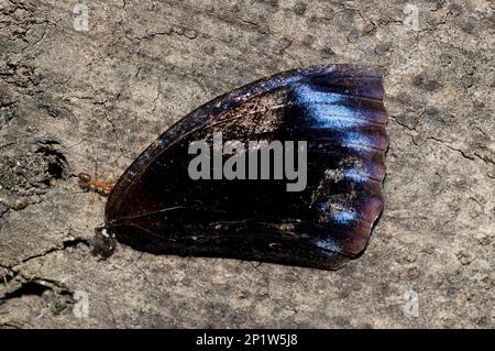 Asiatische Weberameise, Weberameise (Oecophylla smaragdina), andere Tiere, Insekten, Tiere, Ameisen, Green Weaver Ant, erwachsen Arbeiter, Schmetterlingsflügel Stockfoto