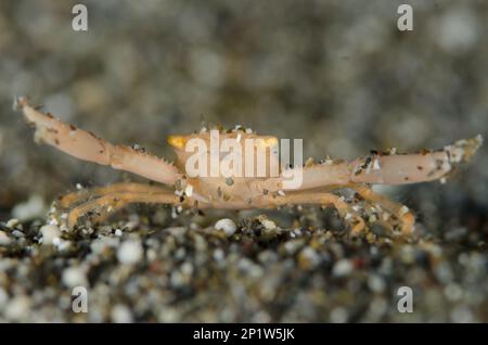 Krabben der Krone (Quadrella coronata), ausgewachsen, mit Klauen als Abwehrwarnung auf schwarzem Sand, Batu Kapal, Lempriv Strait, Sulawesi, Greater Sunda Stockfoto